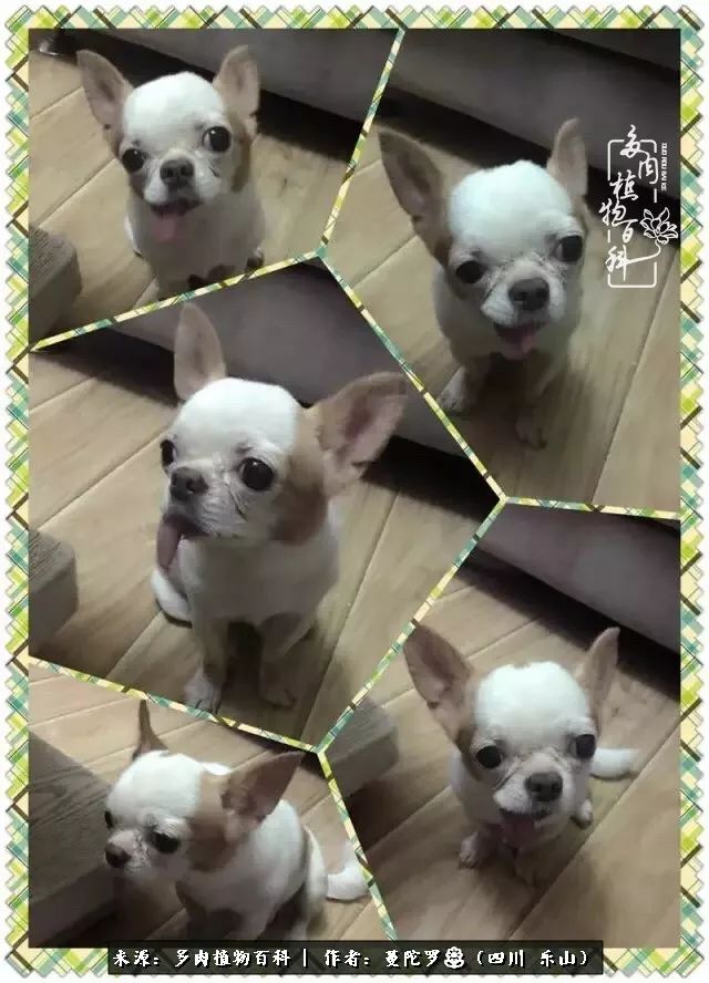 转角遇见多肉,遇见多肉治愈自己