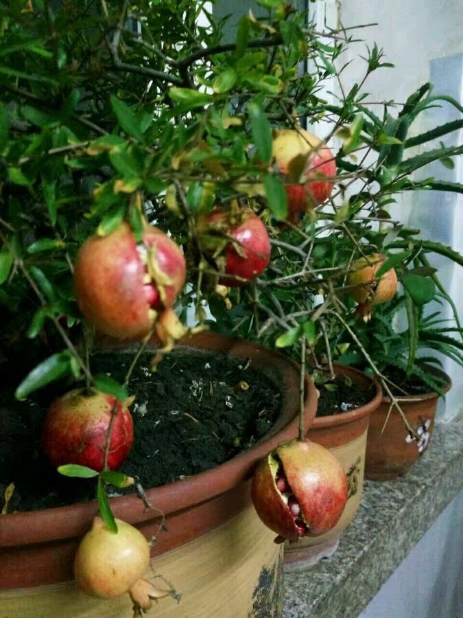 石榴种多久才能开花,盆栽石榴开花结果期怎么施肥
