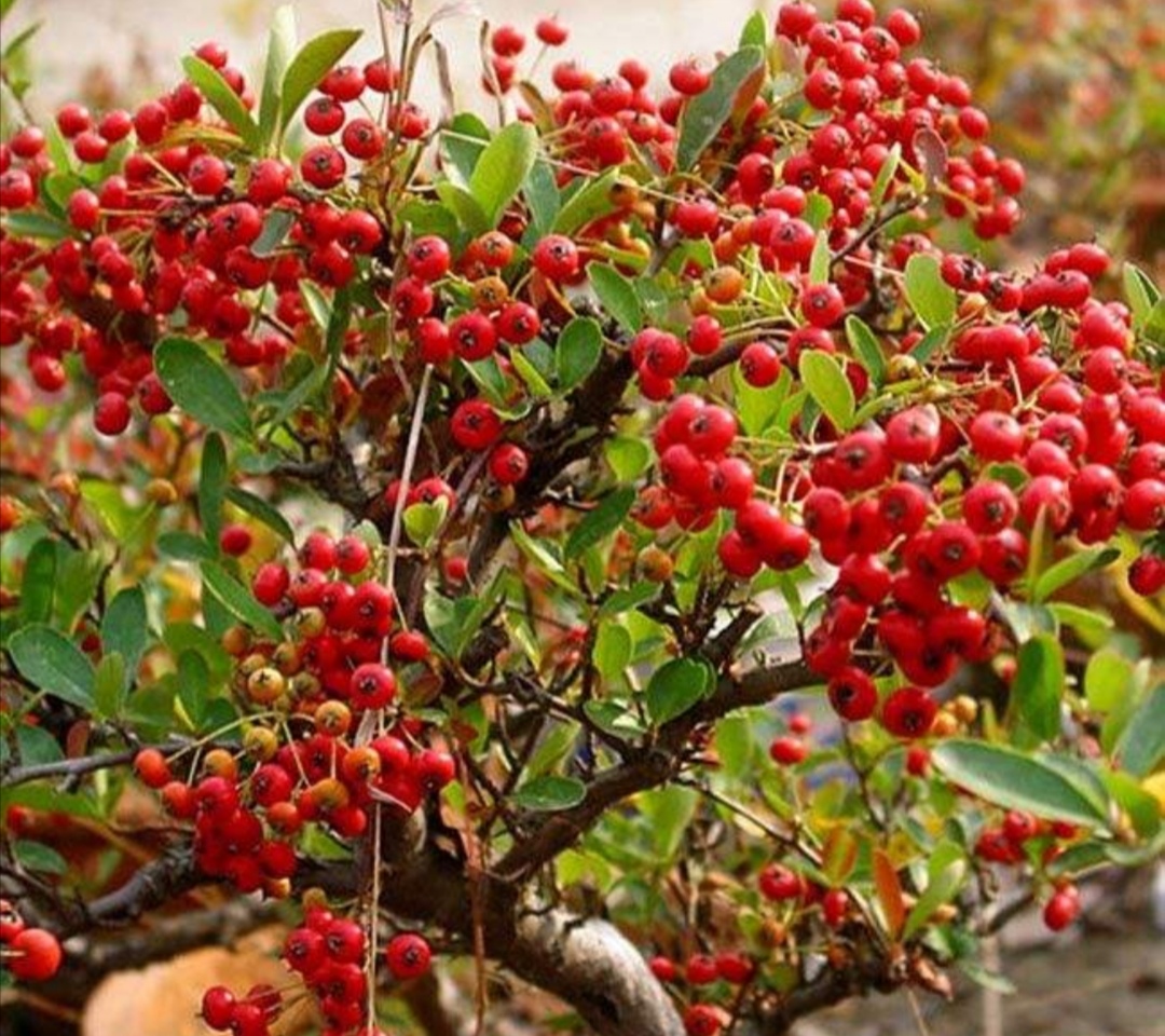 火棘盆景造型注意事项,火棘小叶小果盆景