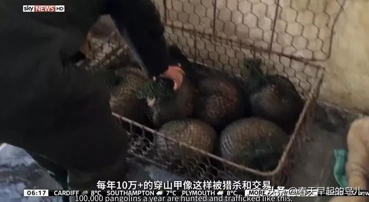 穿山甲报应,报应啊