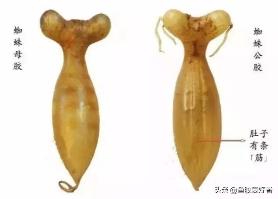 鱼胶网红推荐,鱼胶蜘蛛胶回收多少钱