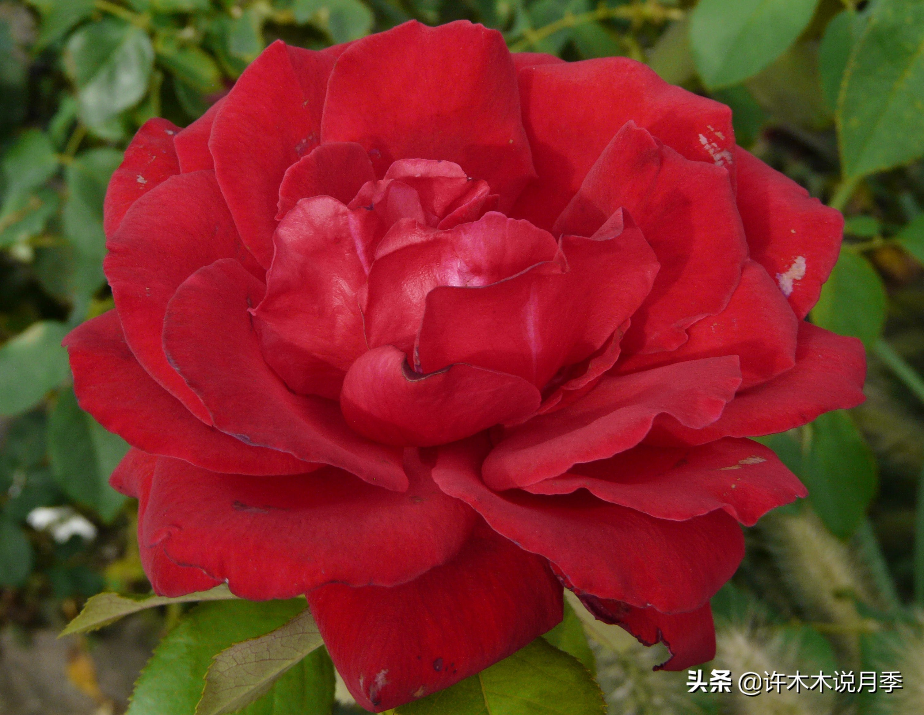 大花月季名贵月季十大品种,月季大花浓香好养的品种