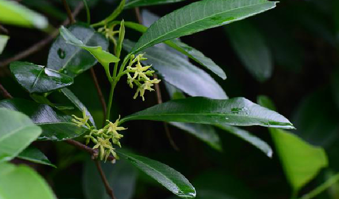 中药材钩藤介绍,古钩藤的功效与作用