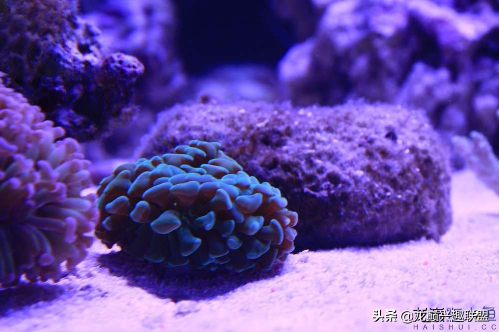 从零开始玩海缸的方法,从零开始玩海缸全过程