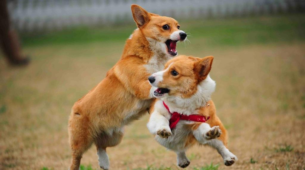 两只狗经常吵架怎么办,两个狗狗经常在一起打架怎么办