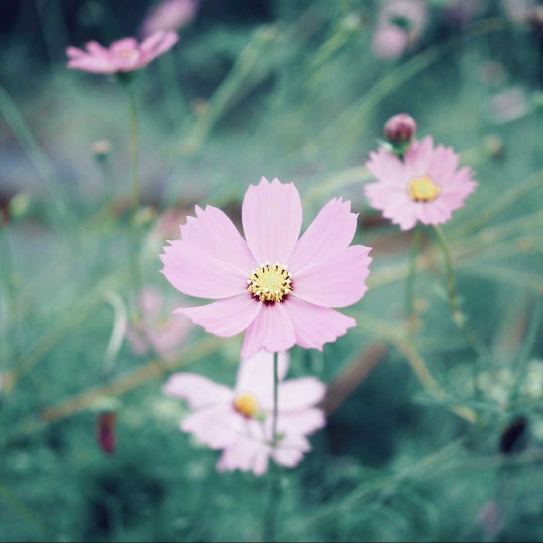 日本40岁主妇精致生活,日本35岁主妇坚持10年断舍离