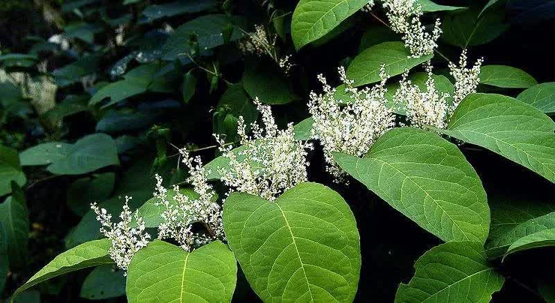 七种植物提取物美容,七种植物提取物