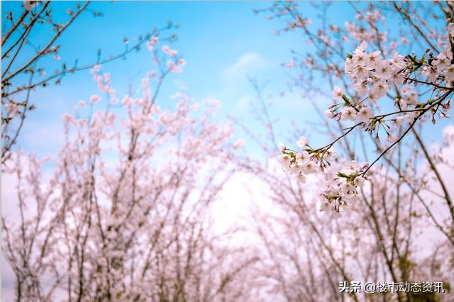 崇明三湘森林海尚联排户型,崇明三湘森林