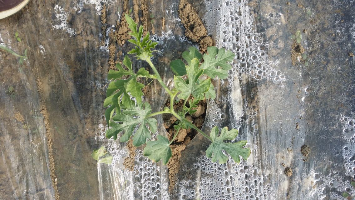 8424西瓜如何整枝打杈留瓜,8424的西瓜苗怎么整枝