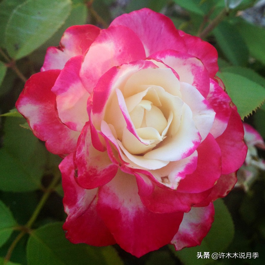 20款大花浓香的月季,好看好养四季开花的月季