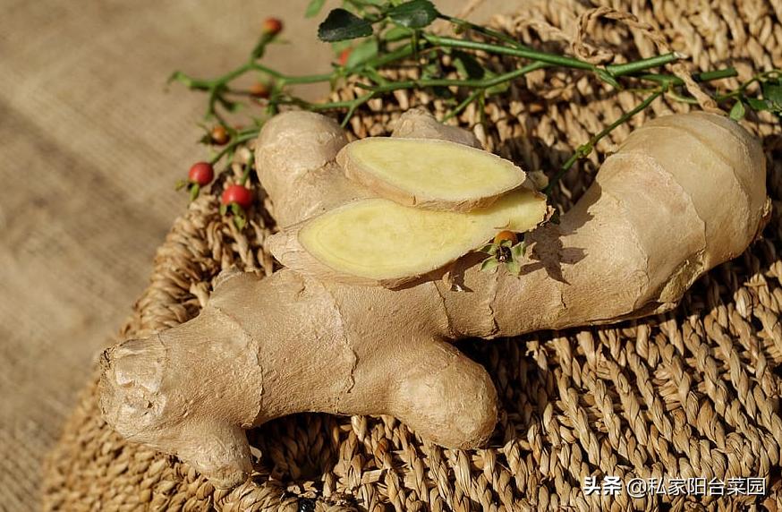 生姜怎样种植才能出姜率高,生姜种植技术怎样选择姜种