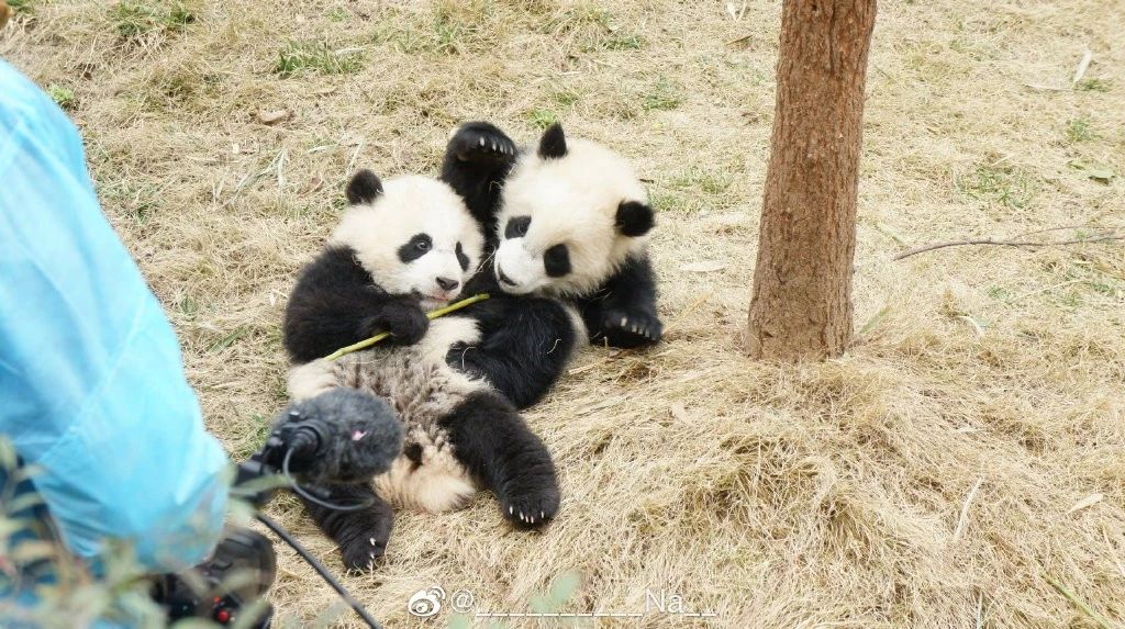 熊猫儿本人照片,熊猫儿图片