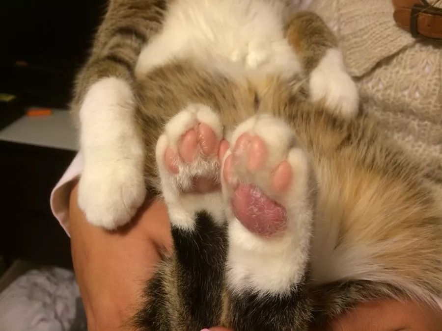 猫咪肉垫溃烂是怎么回事,猫咪肉垫干裂掉皮