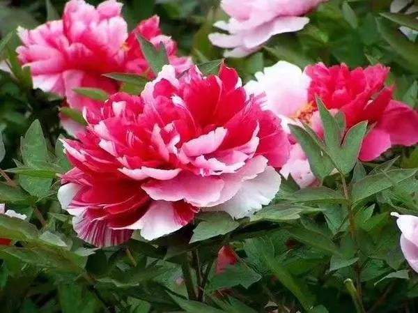 为什么牡丹是中国的国花,为什么牡丹能成为中国国花