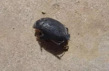 樱桃防治虫害的方法,樱桃虫害防治绝招