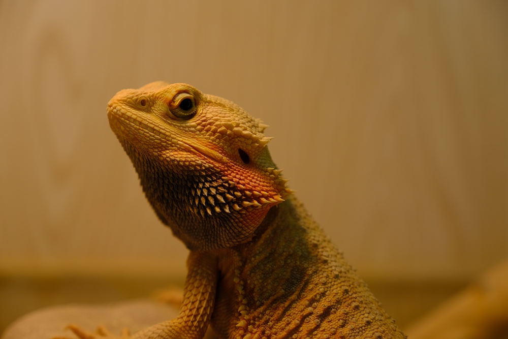 福建六鳌翡翠湾醉美沙滩,六鳌翡翠湾海滩