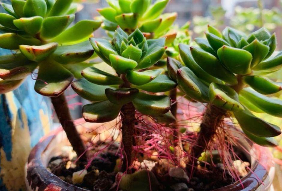 多肉叶子晒软皱了怎么办,多肉叶子皱了怎么恢复