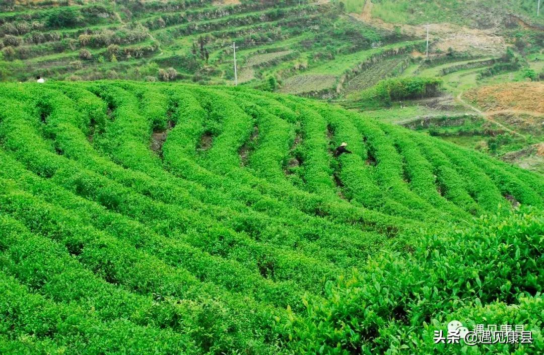 遇见康县丨遇见“万宝山”(一)