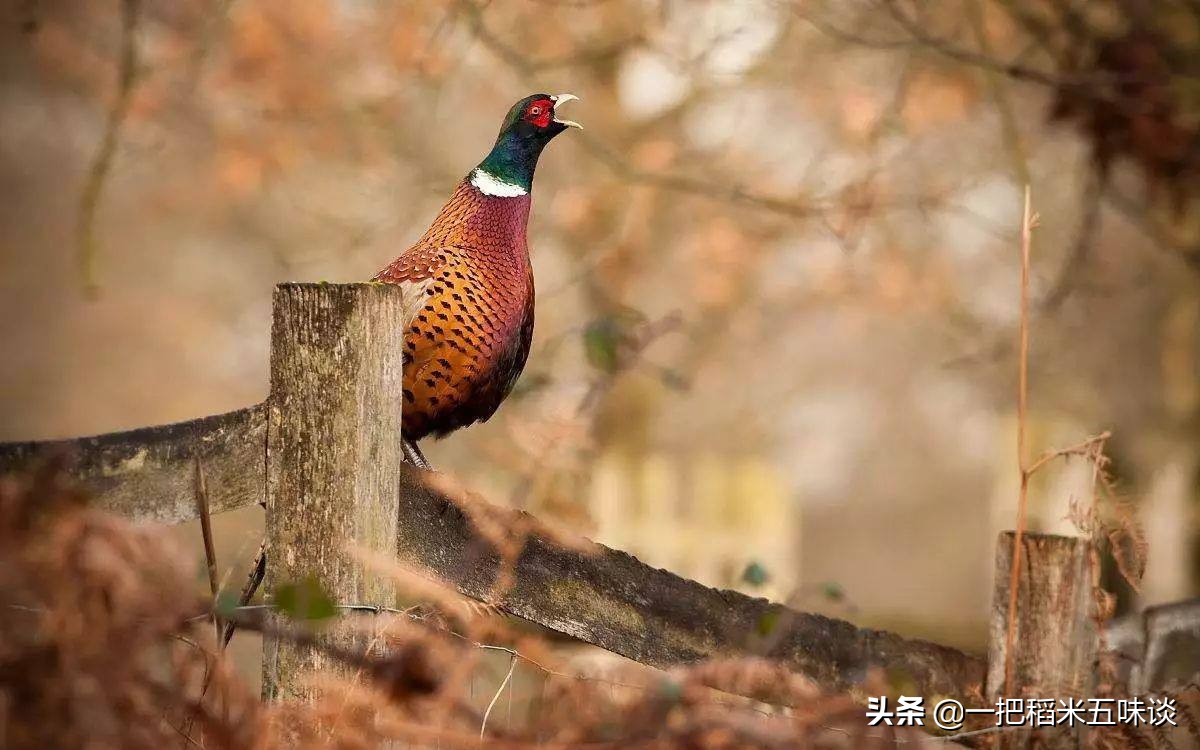 养鸡怎么预防老鹰捉小鸡,养鸡怎样预防老鹰捉小鸡