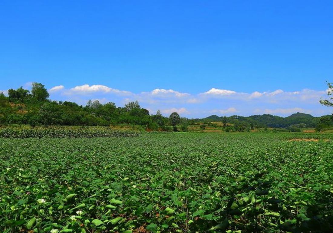 麦棉套种高产栽培技术,棉田套种哪种最好