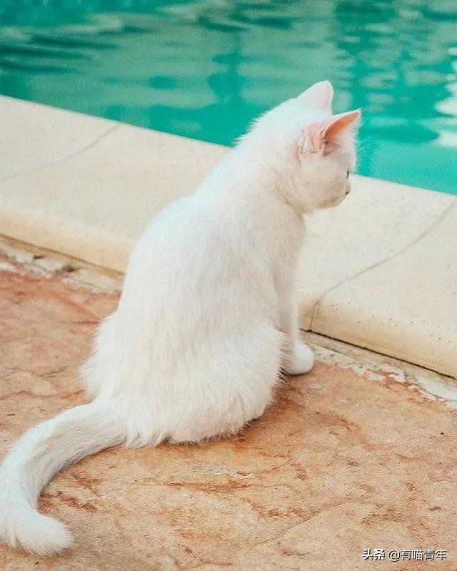 小奶猫的危害视频,小奶猫有什么危险