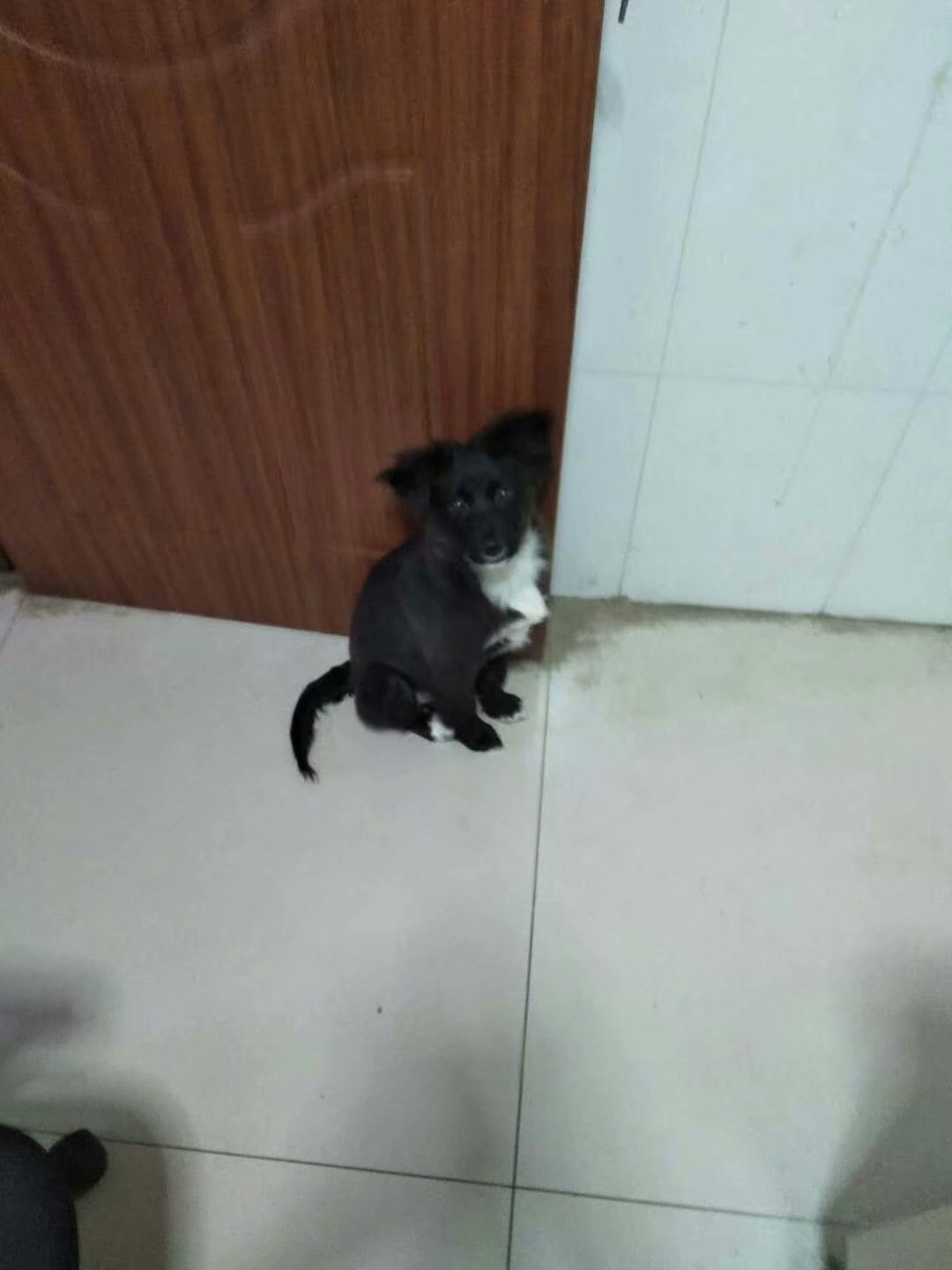 犬瘟狗狗自己治好的经历,犬瘟狗狗治愈全过程