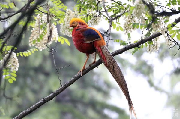 甘山森林公园五一开放不,甘山森林公园有什么好玩的
