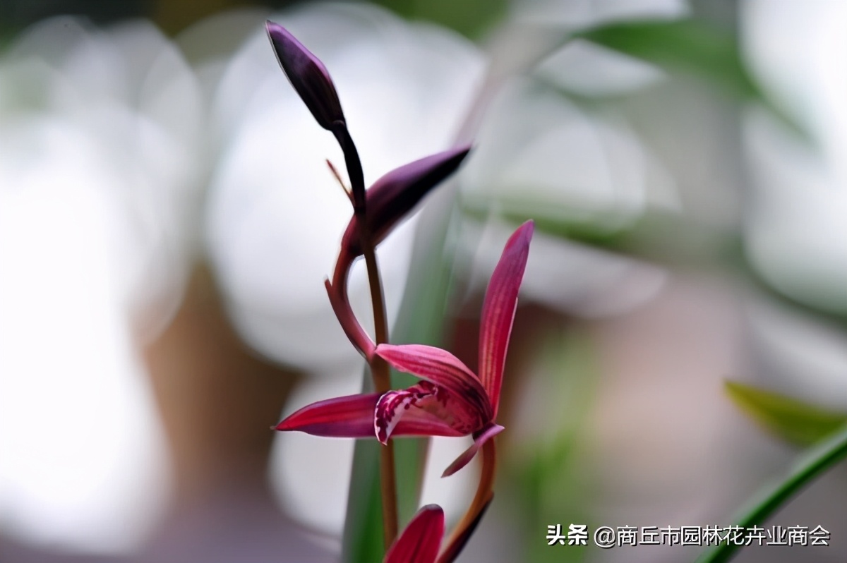 四季开花又香的兰花品种有哪些,哪种兰花品种好养开花又香