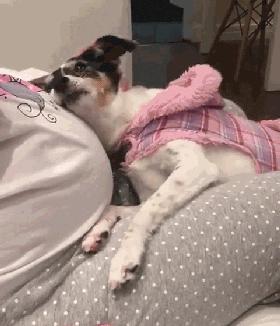 狗子感受到人类胎动,狗趴在主人肚子上听到胎动
