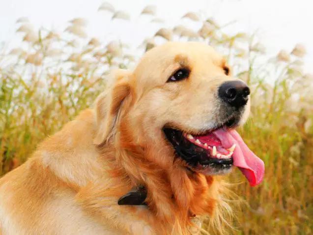 推荐各种狗狗的类型,10种有型罕见的狗狗