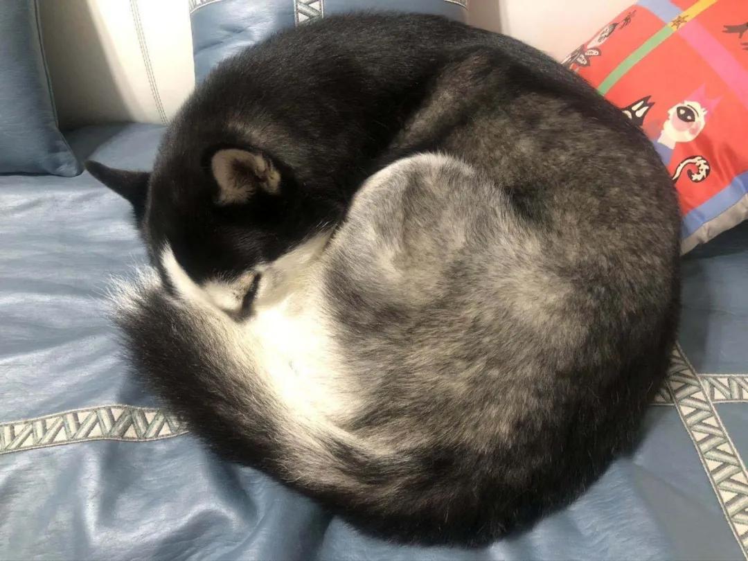 模仿狗狗睡姿,分享下你家狗子的睡姿