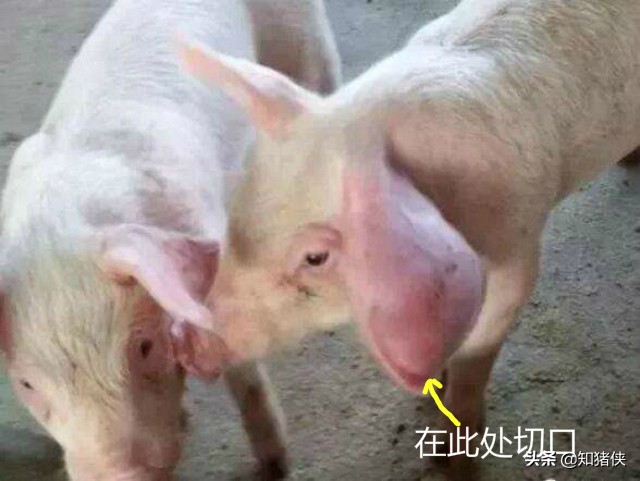 猪耳朵被咬伤肿大鼓包怎么办,猪耳朵鼓大包怎么回事