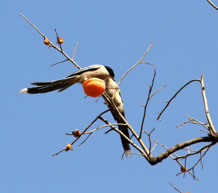 树上的柿子为什么要采摘,摘柿子为什么要留一个