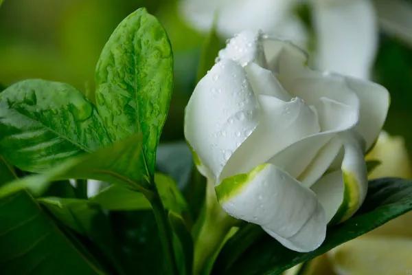 栀子花水培长根后可以一直水养吗,水培栀子花养殖方法