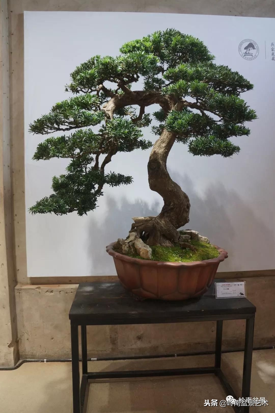 閲戝脊瀛愬湪鐩嗘櫙涓殑鍦颁綅,姒嗘爲鍦ㄧ泦鏅晫鍦颁綅