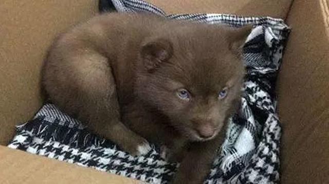 刚买回来的阿拉斯加怕人,刚买回来的阿拉斯加该怎么办