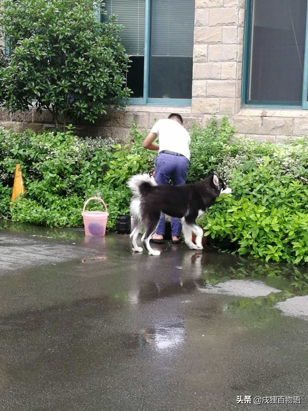 狗狗敏感容易尿怎么调整,换季狗狗肠胃敏感怎么办