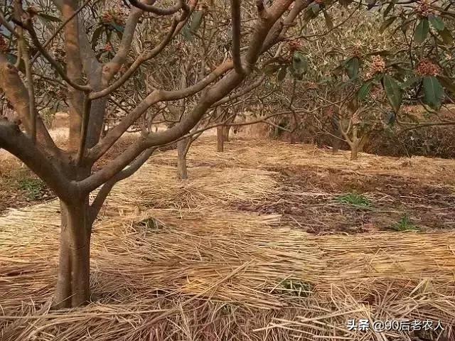 防缩果病裂果最简单的方法,苹果裂果病用什么治