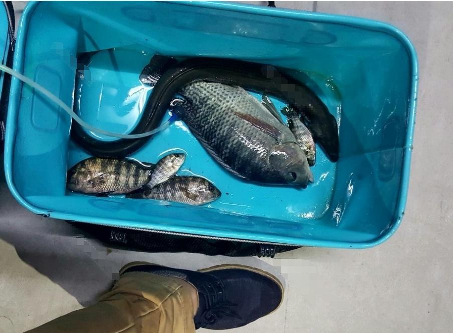 水沟钓巨型黄鳝,河沟钓鳝鱼