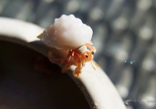 海鲜大全,最全海鲜冷知识