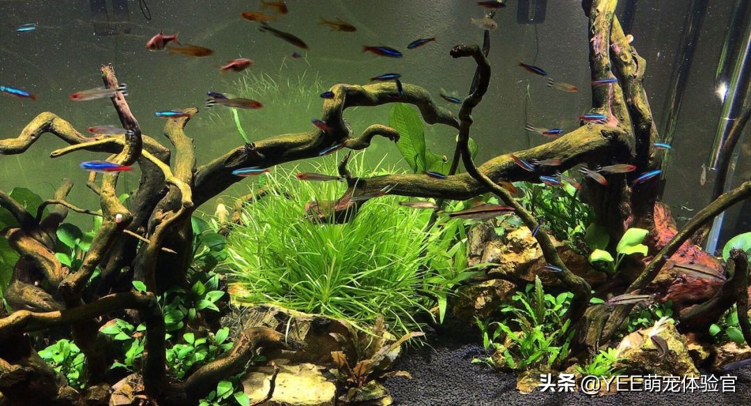 吸血的虫子有哪些在水里,吸血的虫子生活在水里