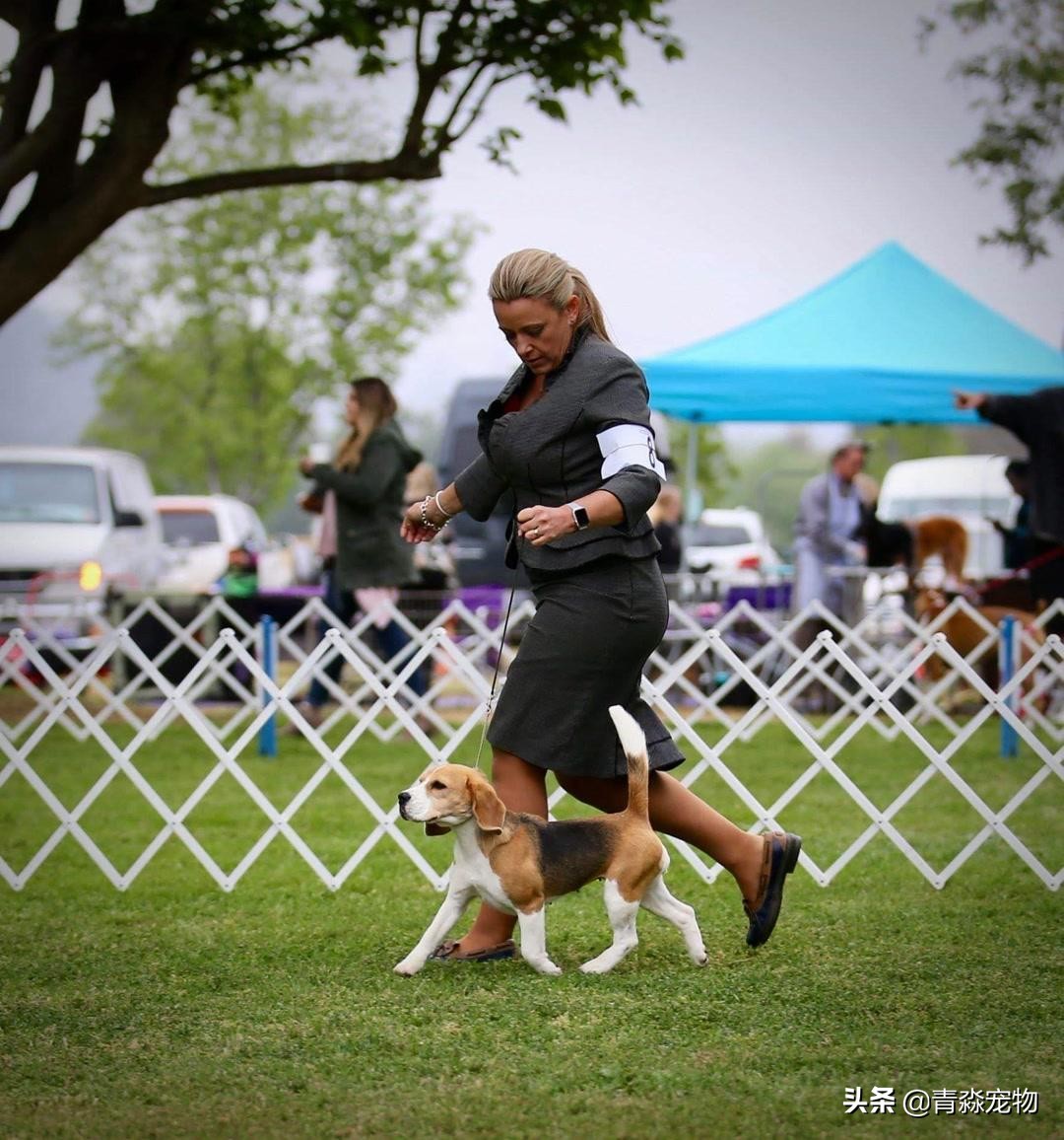 狗狗吃撑了呕吐拉稀怎么办,狗狗感冒了呕吐喂什么药好