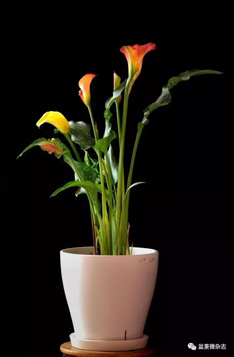 盆景艺术欣赏视频大全,盆景万象盆