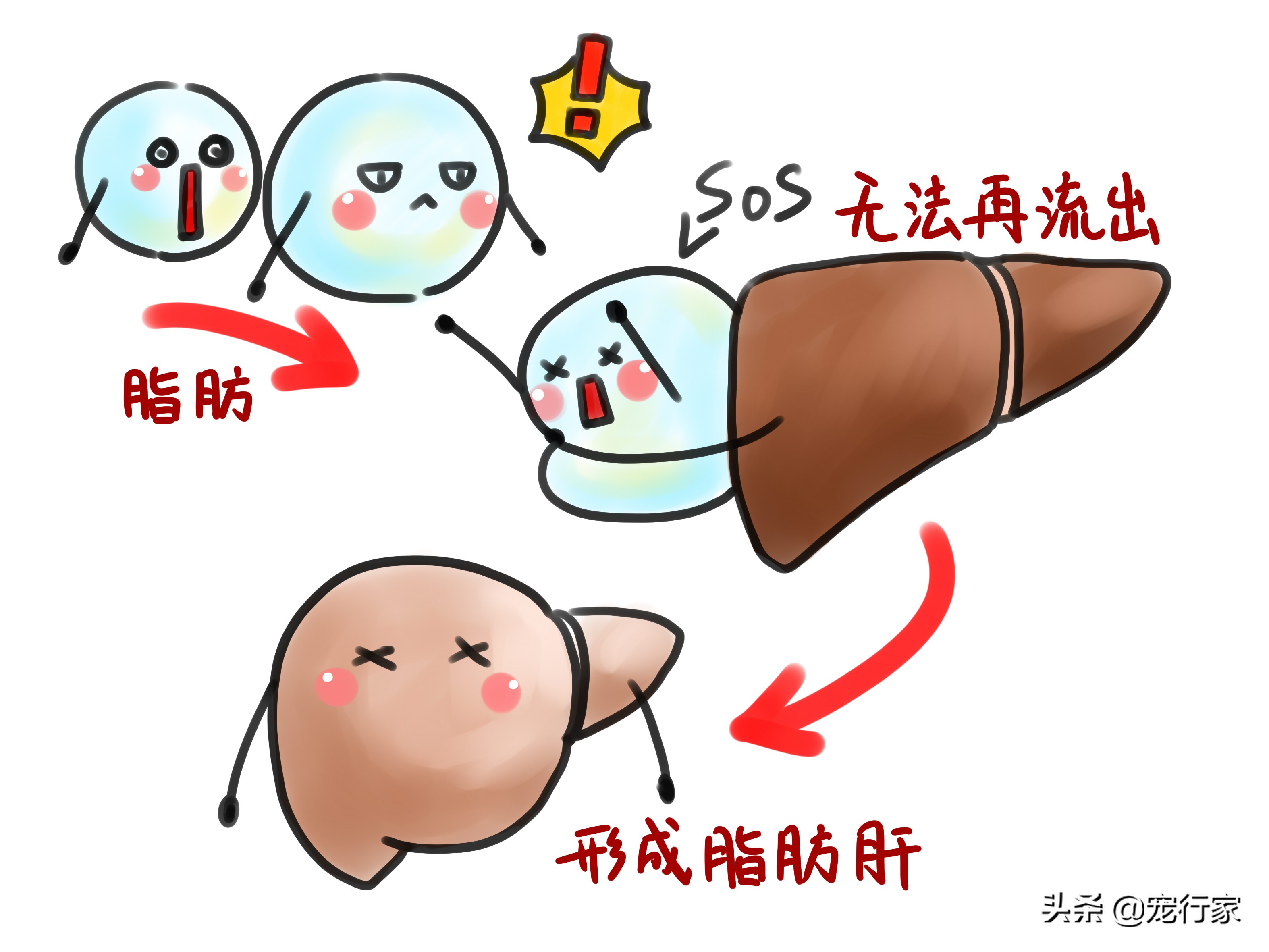 两个多月的猫咪食欲不佳怎么办,猫咪闹情绪不吃东西