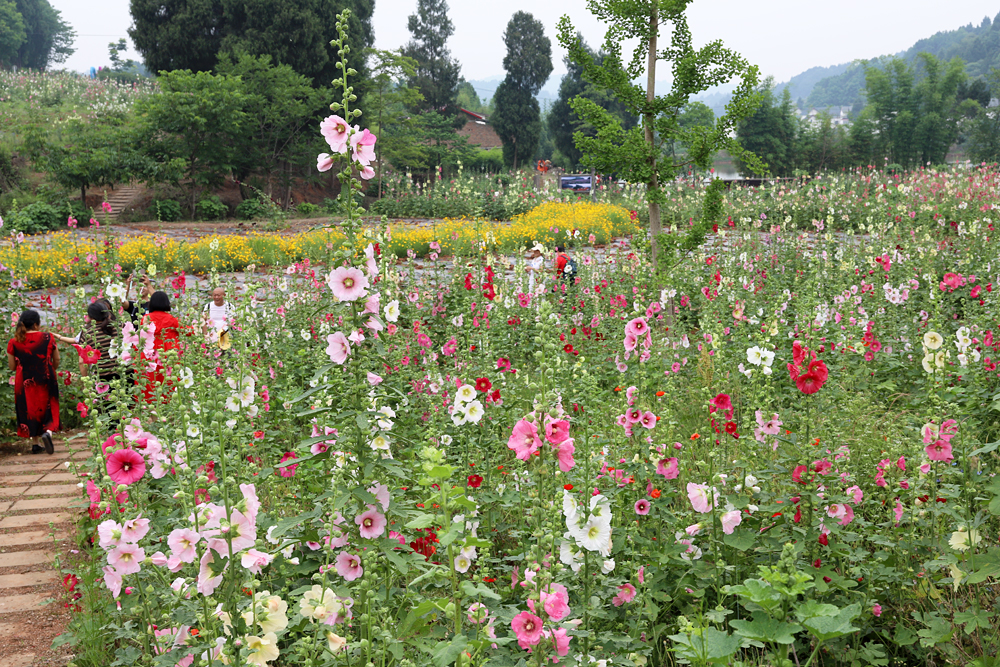 金堂鲜花山谷游记,金堂鲜花山谷蜀葵花盛放