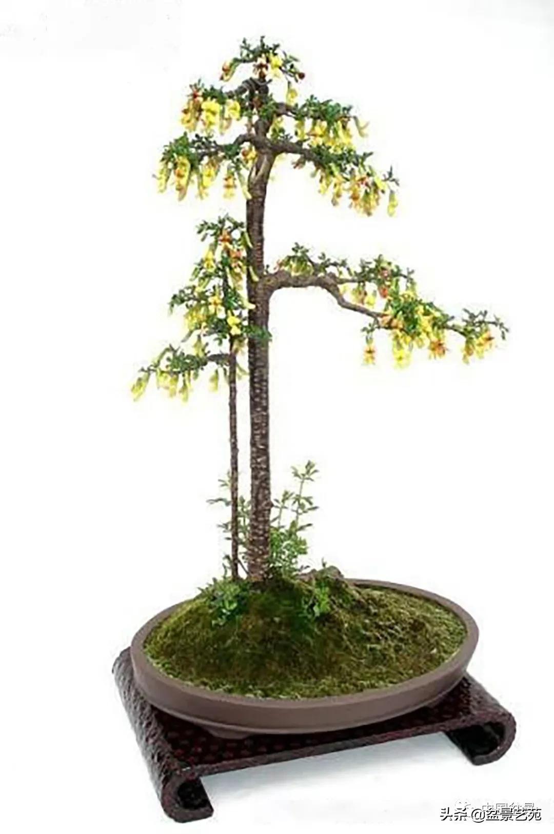 老树桩的造形特征有哪些,论述树桩盆景主要流派的艺术特点