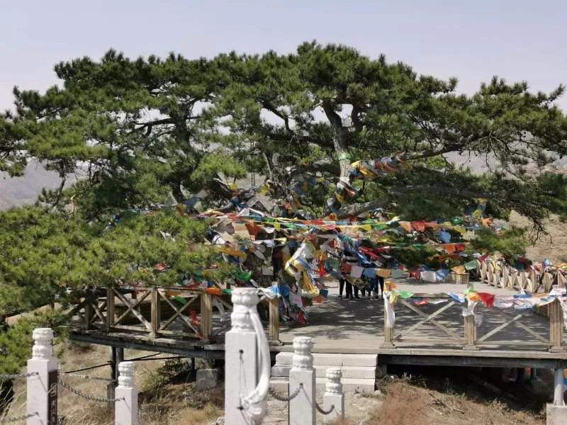 五当召特殊活佛—罗卜生(七)