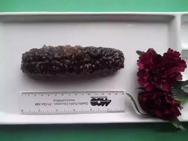 海参的图片和海参的知识,海参介绍的视频