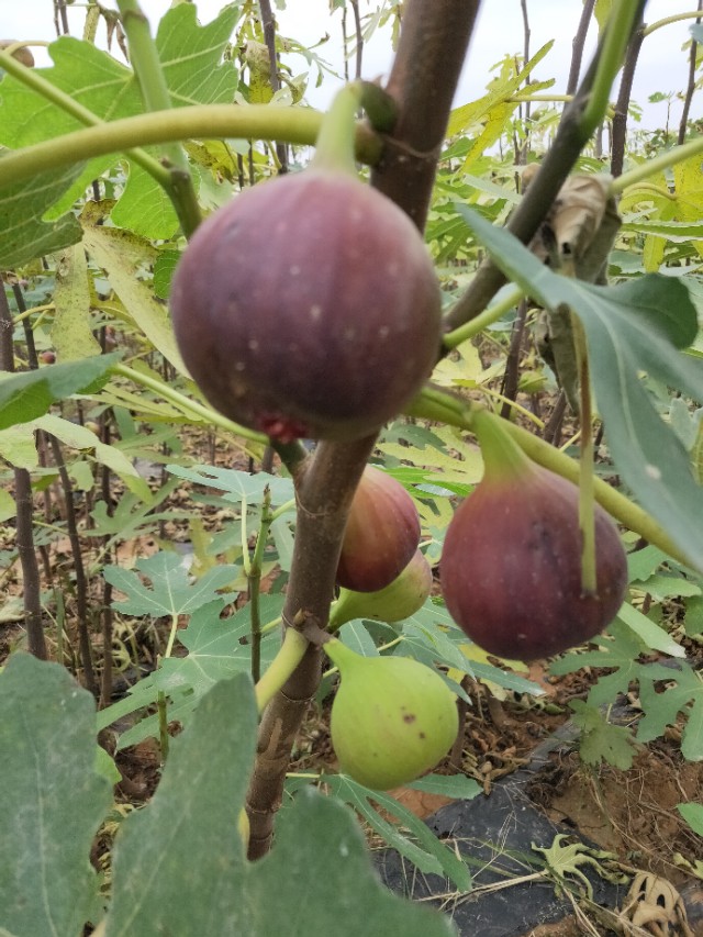 无花果裸根苗如何种植,无花果怎么培育新品种