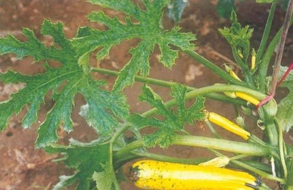 秋季西葫芦的病毒病怎么防治,西葫芦病毒病最好的防治方法